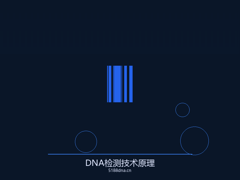 亲子鉴定报告样本